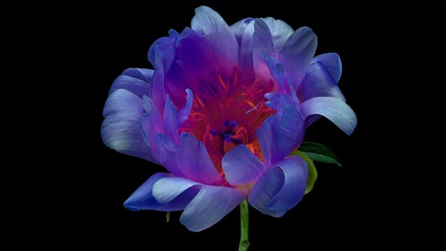 Amazing bright blue peony flower opening on black background.