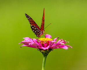 butterfly on flower