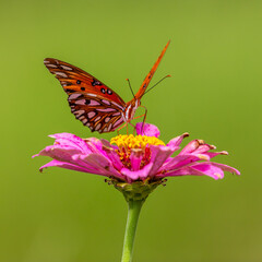 butterfly on flower