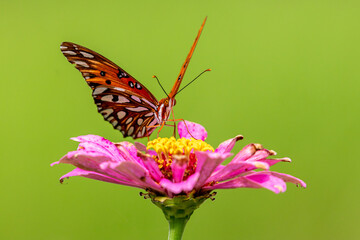 butterfly on flower