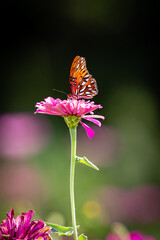 butterfly on flower