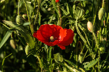 red poppy flower