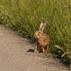 rabbit on the ground