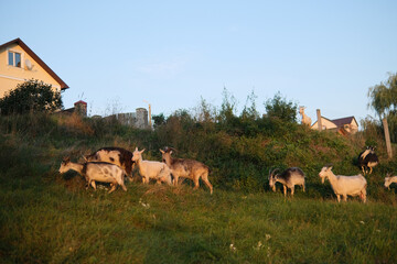 Sweet goats with funny beards on background grazing in countryside.