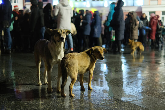 young homeless dogs among the crowd of people in the rainy late autumn night
