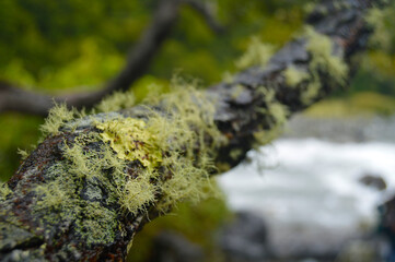 Chilean patagonia south america chile