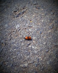 ladybird on a leaf