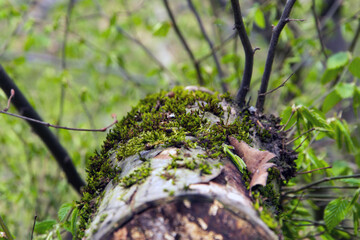 Moos auf Baum