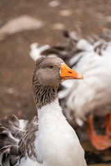 Portrait photo of geese face