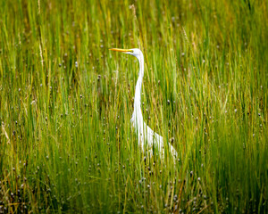 great white egret