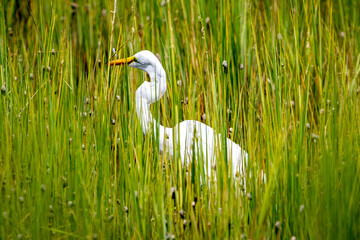 Egret