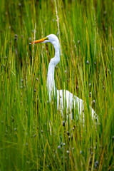 Egret