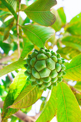 Beriba fruit. Typical Brazilian fruit.Green fruit on the biribazeiro tree.