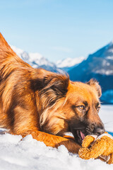 Hund mit Hundespielzeug