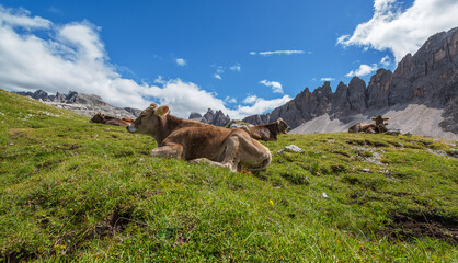 Fototapeta premium Cows in the Dolomites mountains