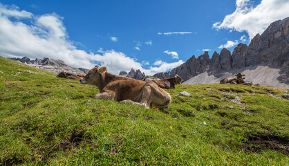 Cows in the Dolomites mountains