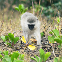 Vervet monkey looking for food in the bush