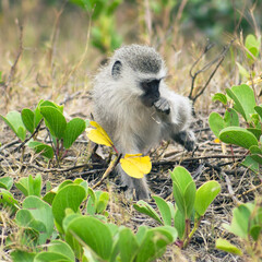 Vervet monkey eating in the bush
