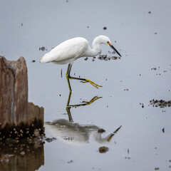 Egret
