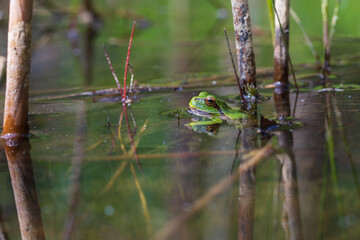 Hyla arborea - Green tree frog on a stalk. The background is green. The photo has a nice bokeh. Wild photo