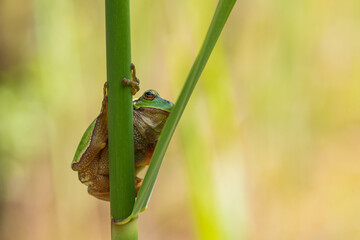 Hyla arborea - Green tree frog on a stalk. The background is green. The photo has a nice bokeh. Wild photo