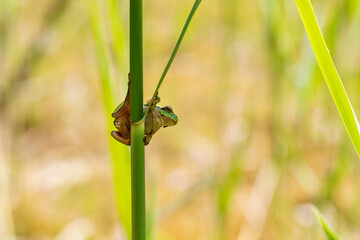 Hyla arborea - Green tree frog on a stalk. The background is green. The photo has a nice bokeh. Wild photo
