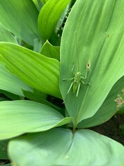 grasshopper, hoppy on the green leaves 