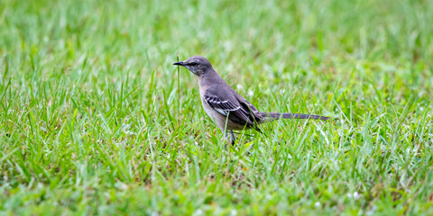 bird on a grass