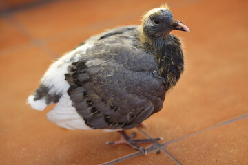 close up of a young pigeon