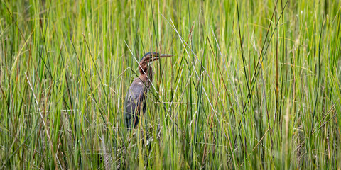 great blue heron