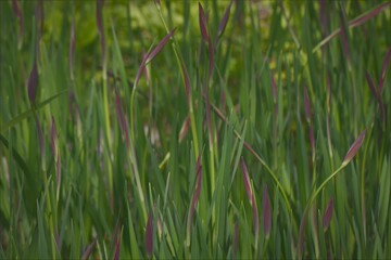 Flowers, trees, and shrubs of the Eastern U.S.