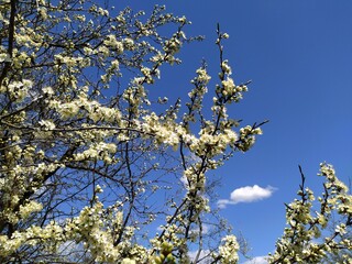blossoming apple tree