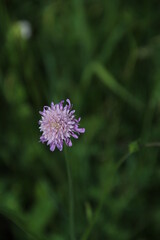 nature green background and purple flower