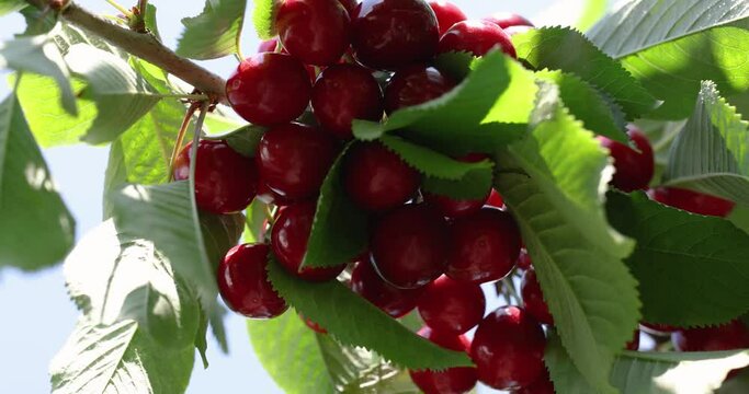 Slow motion video of fragrant ripe juicy merry or cherry on branch