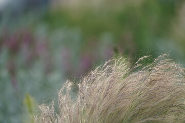 Gras in einem Park, Detail mit weichem Hintergrund