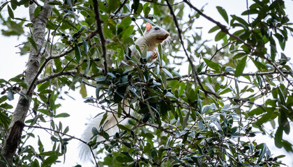 White Squirrel