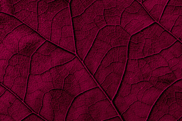 leaf structure, macro photo on tapete