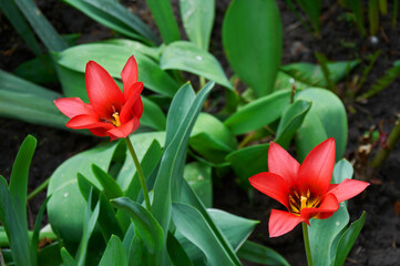 Two beautiful red opened tulips in the garden