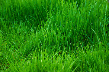 Tall bright lush green grass. Grass texture