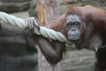 Female orangutan during motherhood at the zoo