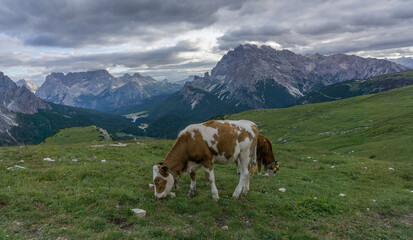 Fototapeta na wymiar Cow in the Dolomites mountains. 