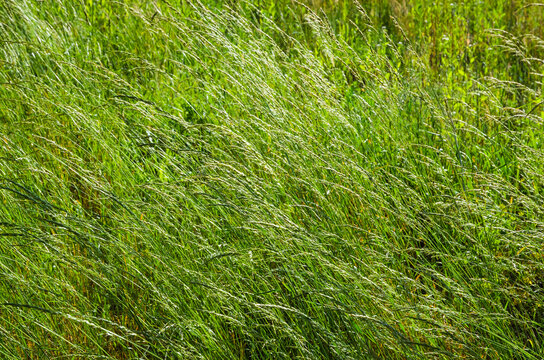 Grass on the field  in the summer. Green grass background