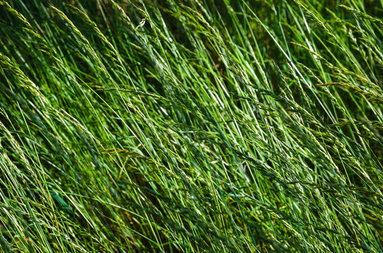 Grass on the field  in the summer. Green grass background
