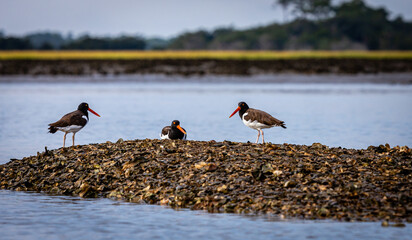 Oystercathers