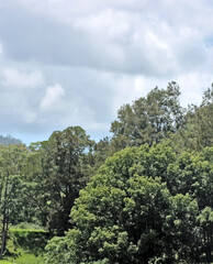 trees and sky