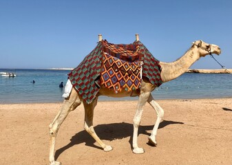 Camel walking on the beach in front of the sea in Sharm El-Naga, Egypt
