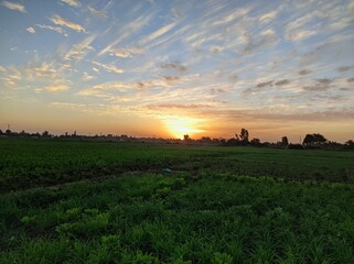 Fototapeta premium sunset in the field