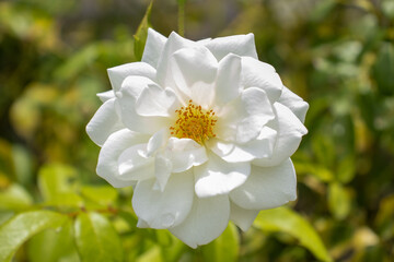 Obraz premium white flower