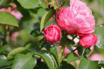La rose rouge velours avec petales fleur de rosier avec boutons 