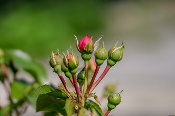 La rose rouge velours avec petales fleur de rosier avec boutons 